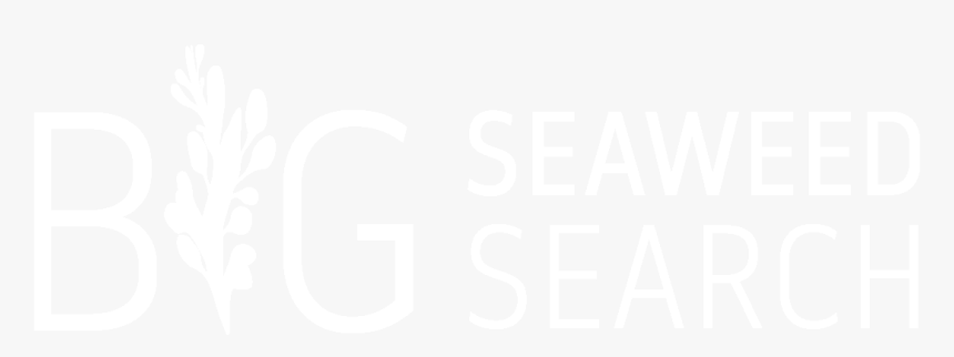 Big Seaweed Search Logo - Big Seaweed Search, HD Png Download, Free Download