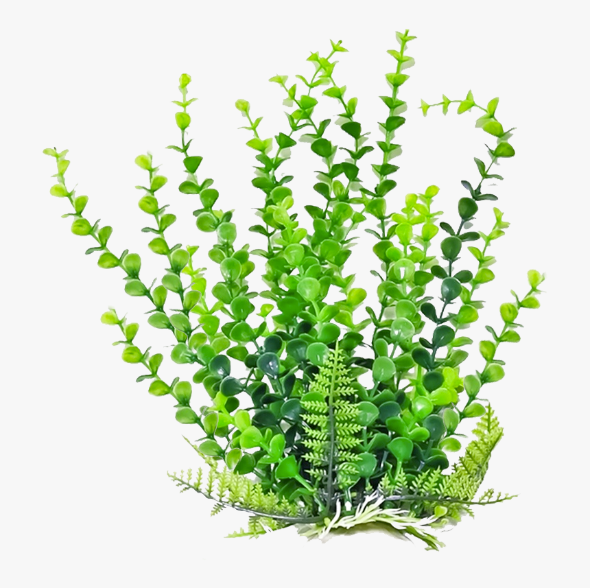 Aquarium-decor - Aquatic Plants Png, Transparent Png, Free Download