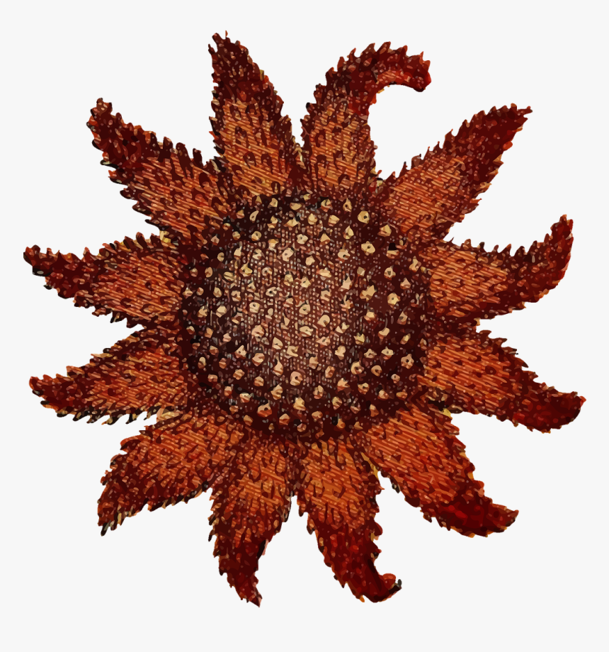 Animal Echinoderm Ocean Free Picture - 12 Point Star Png, Transparent Png, Free Download