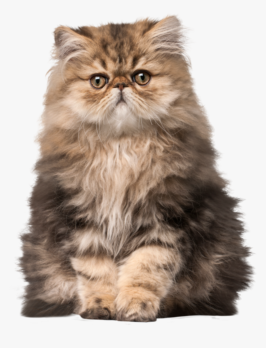 Cat Png Clip Art - Cat Memes For Kids, Transparent Png, Free Download