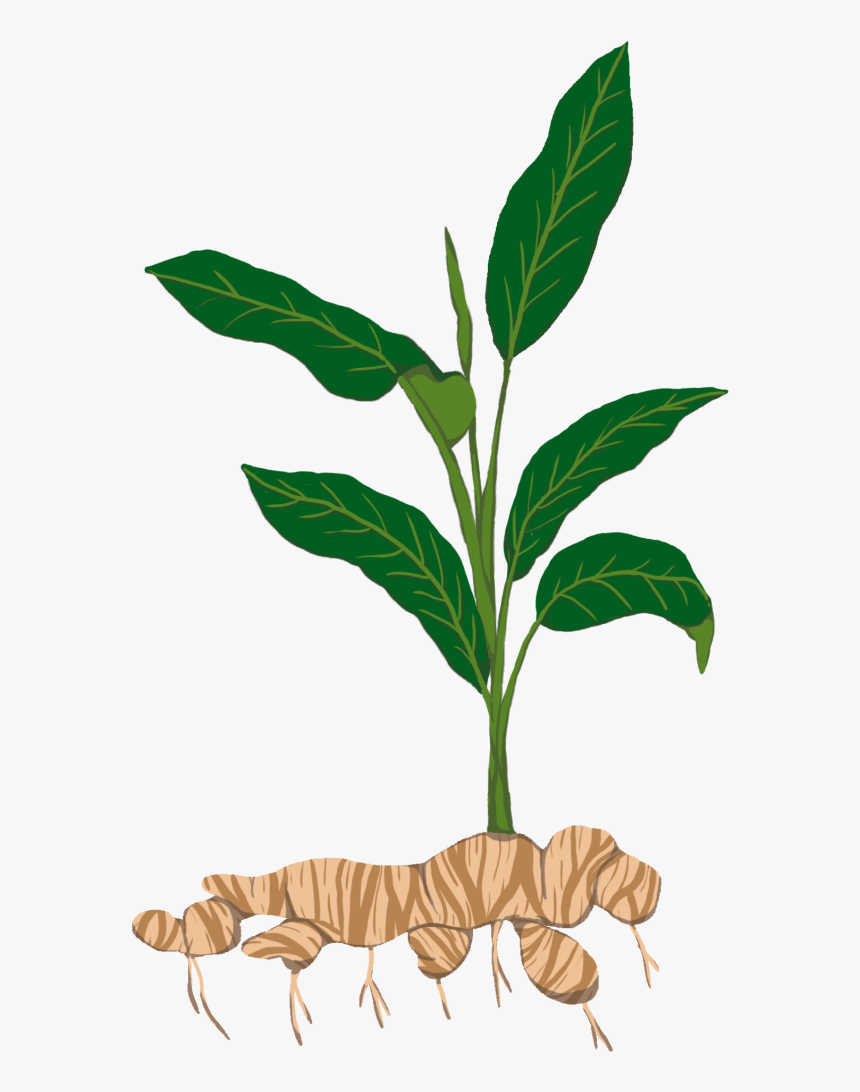 Ginger Plant Png Clipart , Png Download - Ginger Plant Clipart Png, Transparent Png, Free Download