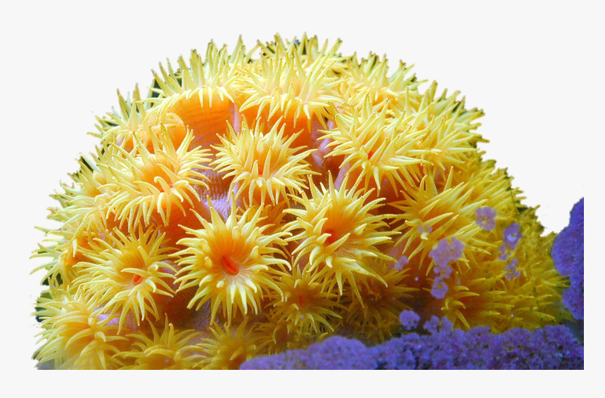 Coral Reef Plants Zooxanthellae, HD Png Download, Free Download