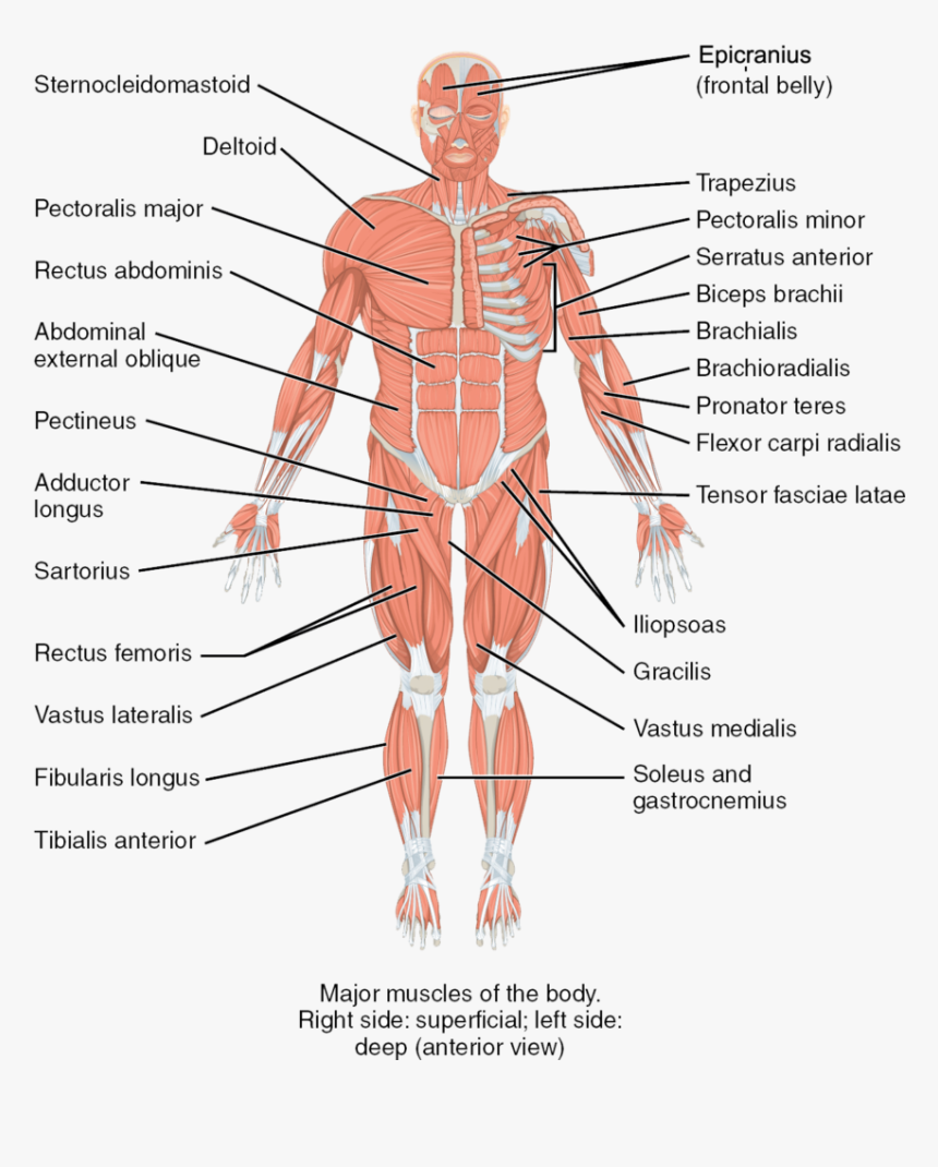 Muscles Of The Body, HD Png Download, Free Download