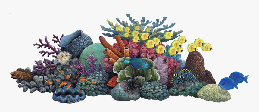 Coral - Coral Reef Clipart, HD Png Download, Free Download