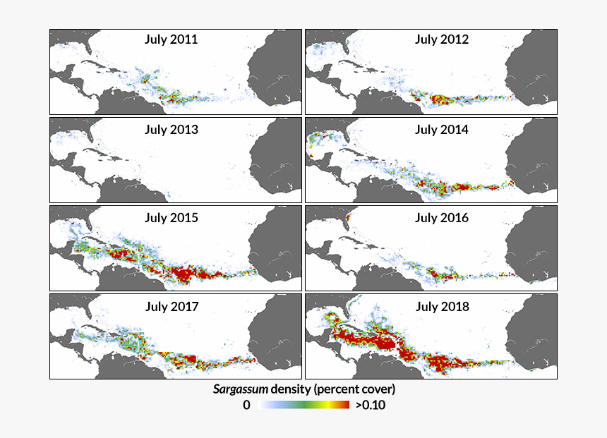 A Compilation Of Maps Showing How Sargassum Algae Mats - Caribbean Seaweed Map 2019, HD Png Download, Free Download