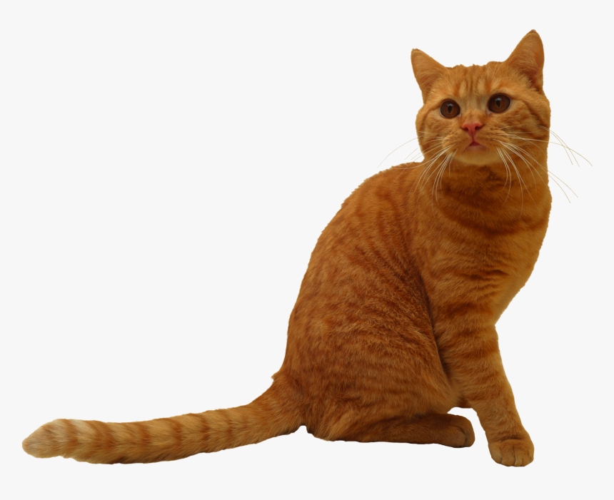 Sitting Cat Png Image - Кот Png, Transparent Png, Free Download