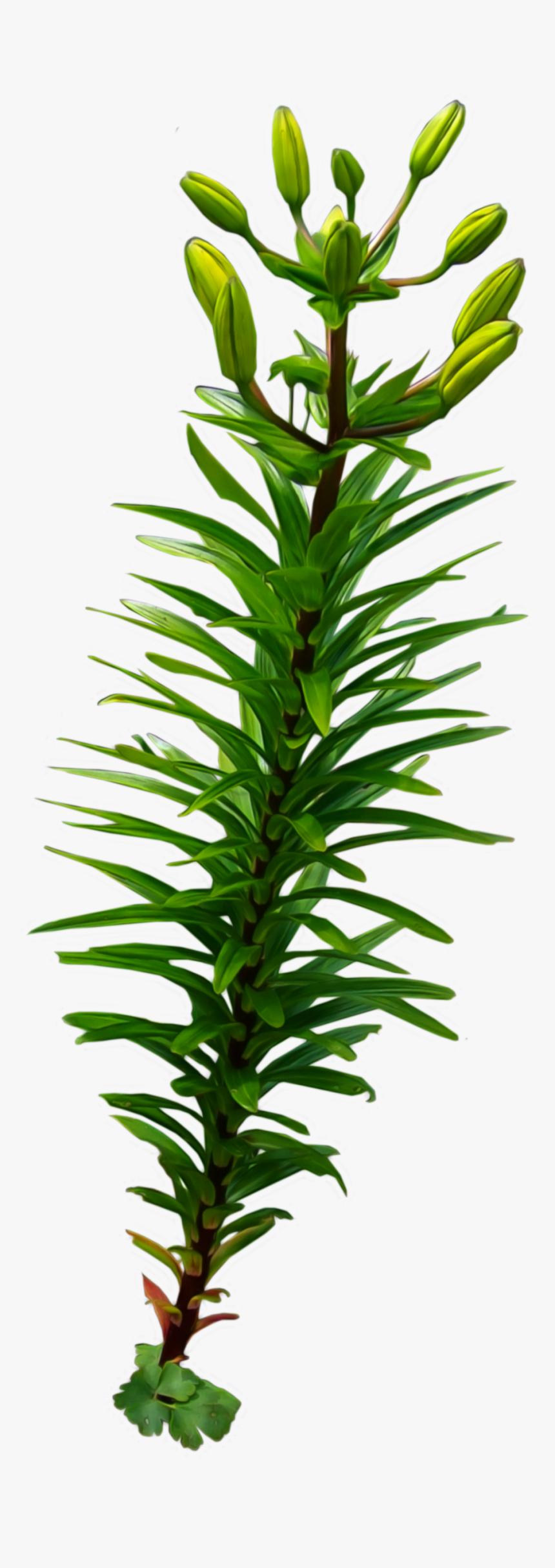 Tall Seaweed Png, Transparent Png, Free Download