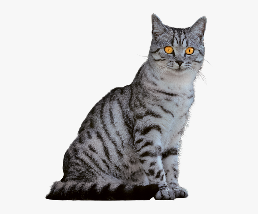 Cat, Domestic Cat, Animal Portrait, Isolated - Kočka Png, Transparent Png, Free Download