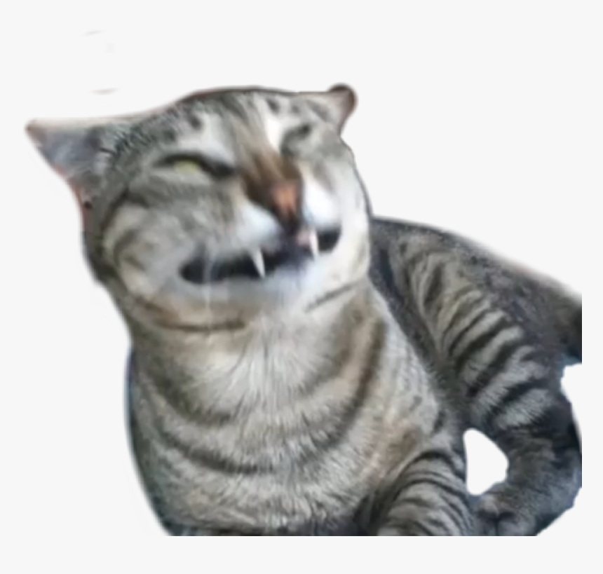 Transparent Y Tho Png - Not Good Cat, Png Download, Free Download