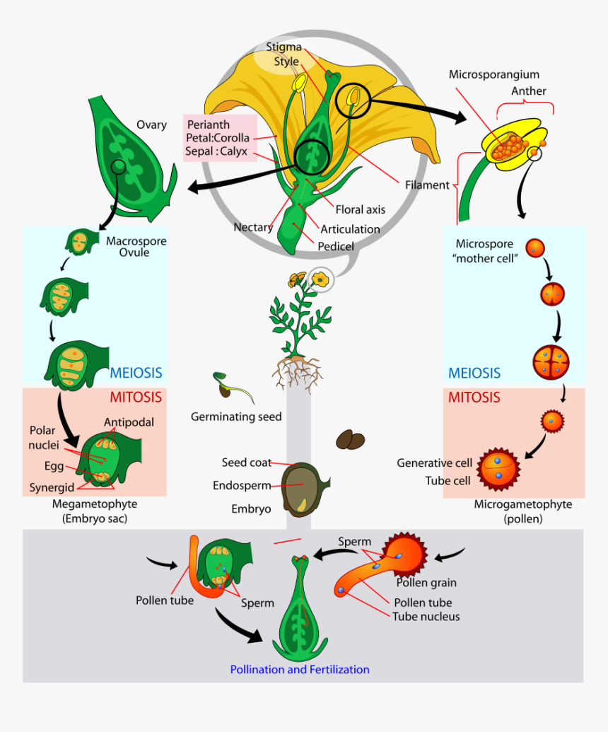 Angiosperm Life Cycle, HD Png Download, Free Download