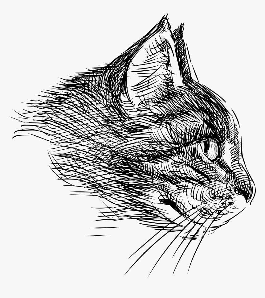 Cat Head Png Download - Cat Head Drawing Png, Transparent Png, Free Download