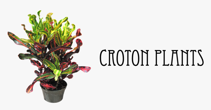 7 - Mamey Croton, HD Png Download, Free Download