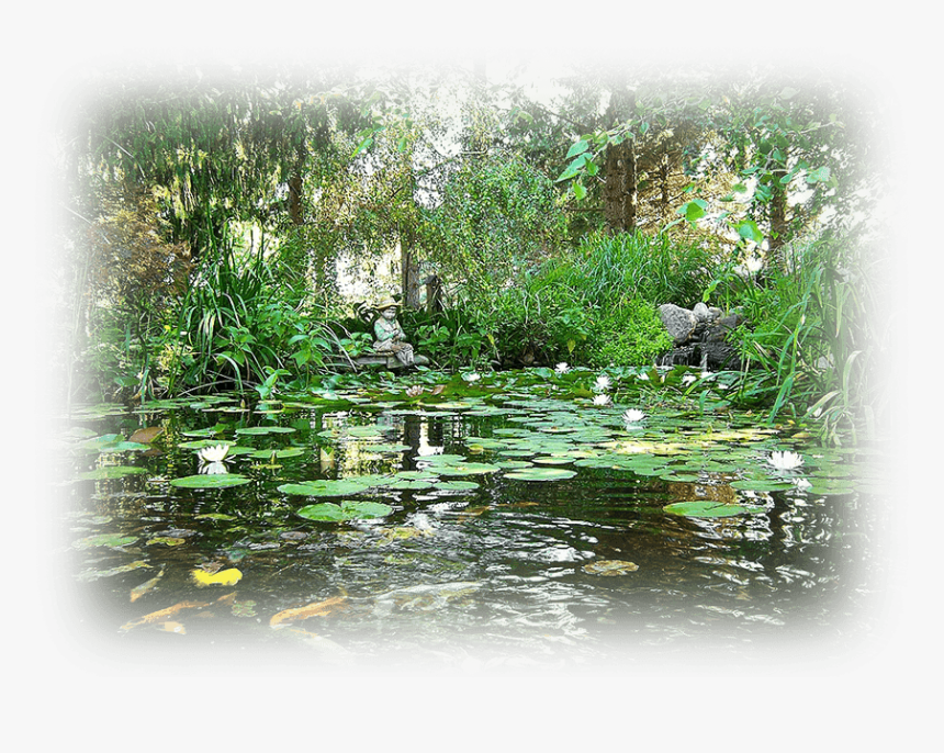 Avada Macbook Image - Fish Pond, HD Png Download, Free Download