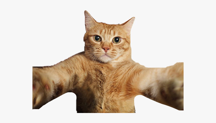 #cat #selfiecat #selfie #cats #meow #kitty #pet #pets - Cute Cat Selfie Png, Transparent Png, Free Download