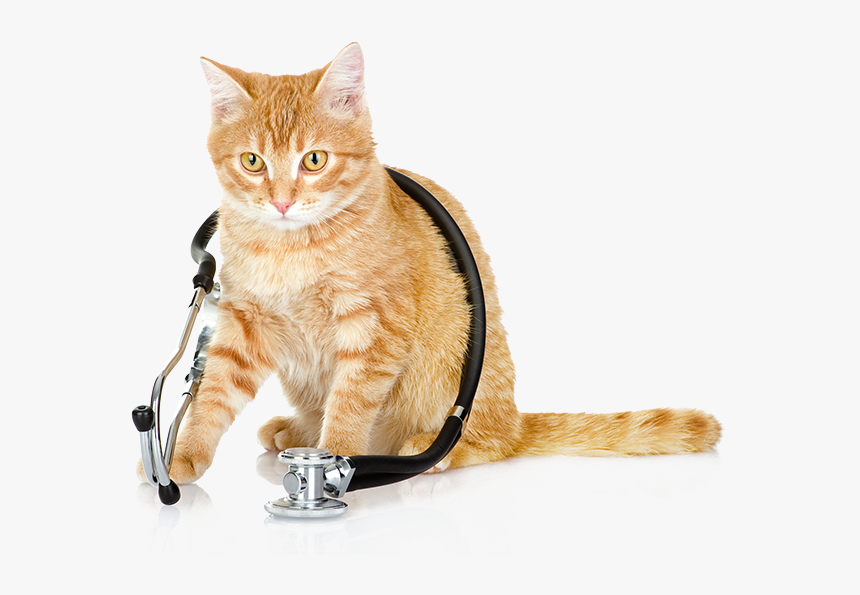 Quality Veterinary Services In Richmond Va - Cats Health, HD Png Download, Free Download