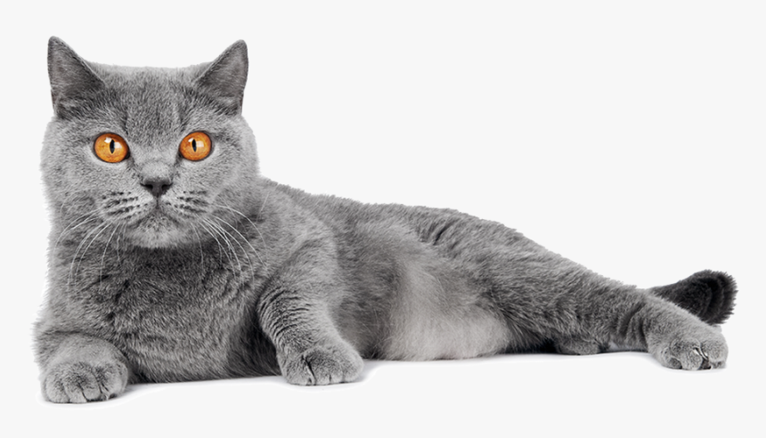Color Of A Cat, HD Png Download, Free Download
