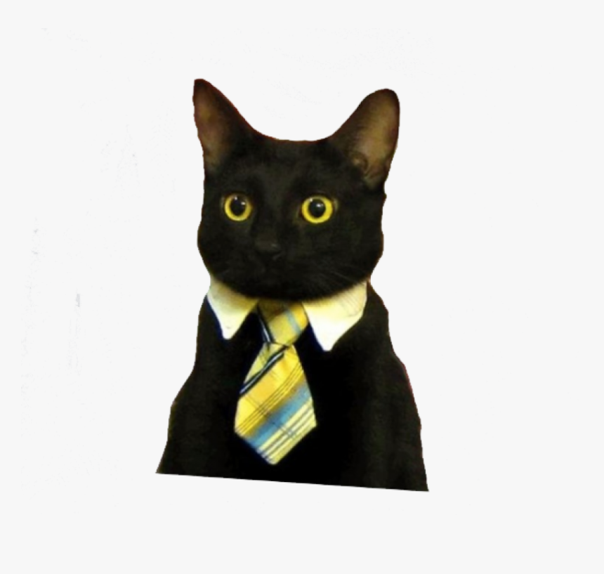 Business Cat Meme, HD Png Download, Free Download