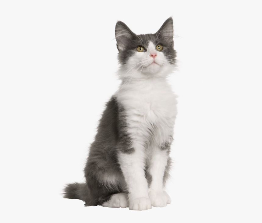 Gray White Cat - Siberian Forest Cat Kittens, HD Png Download, Free Download
