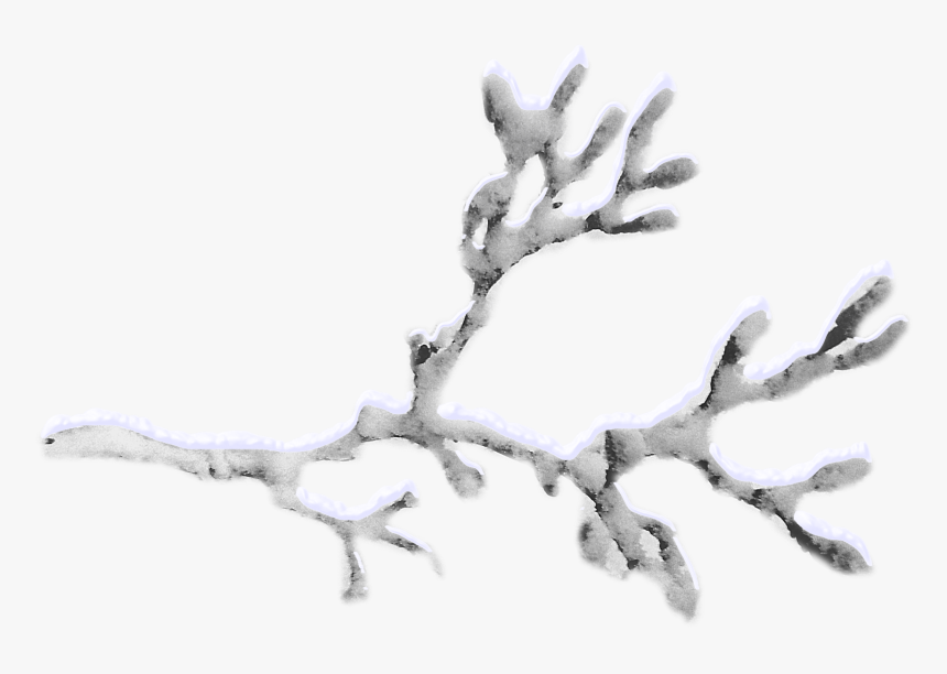 Snow-covered Branches Png Download - Twig, Transparent Png, Free Download