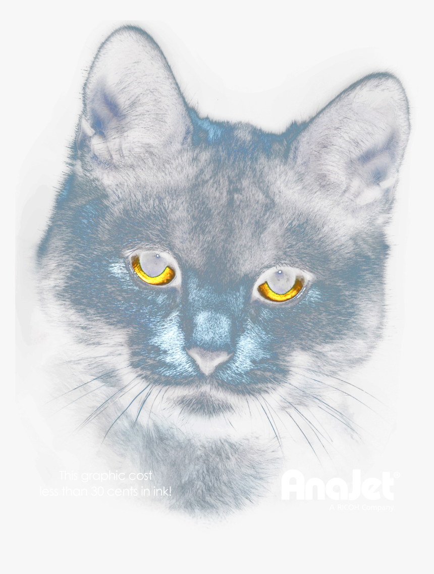 Chartreux, HD Png Download, Free Download