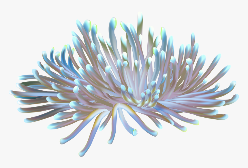 Coral Clipart Underwater - Sea Anemone Transparent Background, HD Png Download, Free Download
