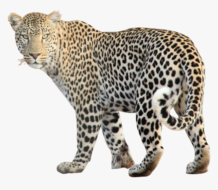 Download Leopard Free Png Image - Animal Png, Transparent Png, Free Download