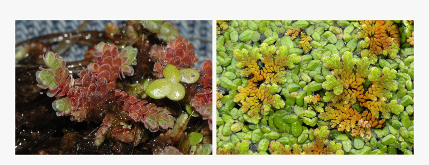 Azolla And Lemna Growing Together - Azolla Types, HD Png Download, Free Download