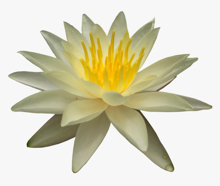 Water Lily Png Picture - Water Lily Png, Transparent Png, Free Download