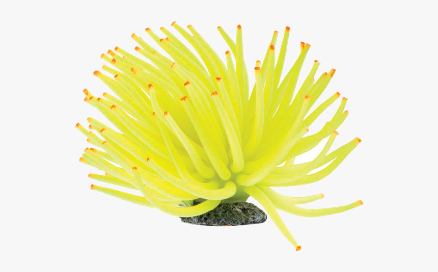 Tetra Glofish Anemone Aquarium Ornament - Flower, HD Png Download, Free Download