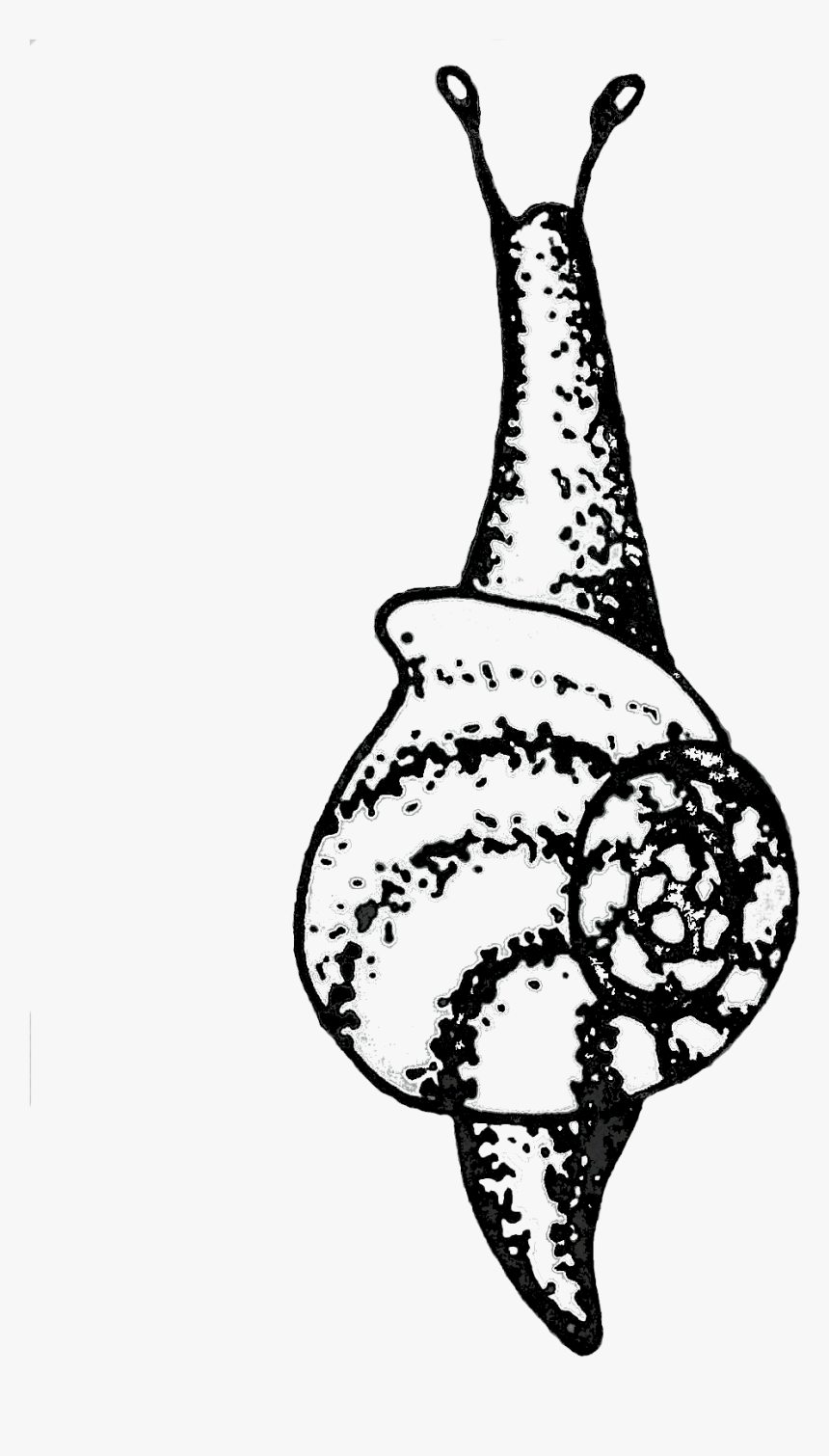 Caracol , Png Download, Transparent Png, Free Download