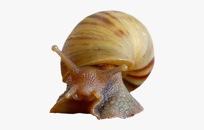 Caracol, Cáscara, Moluscos, Reptiles, Schalenweichtiere - Siput Png, Transparent Png, Free Download