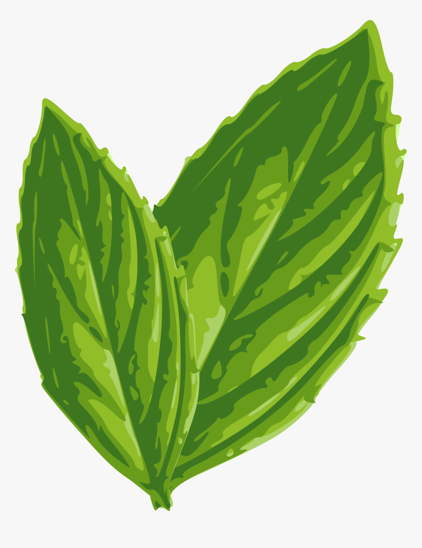 Download Mint Png Image - Mint Leaf Clip Art, Transparent Png, Free Download