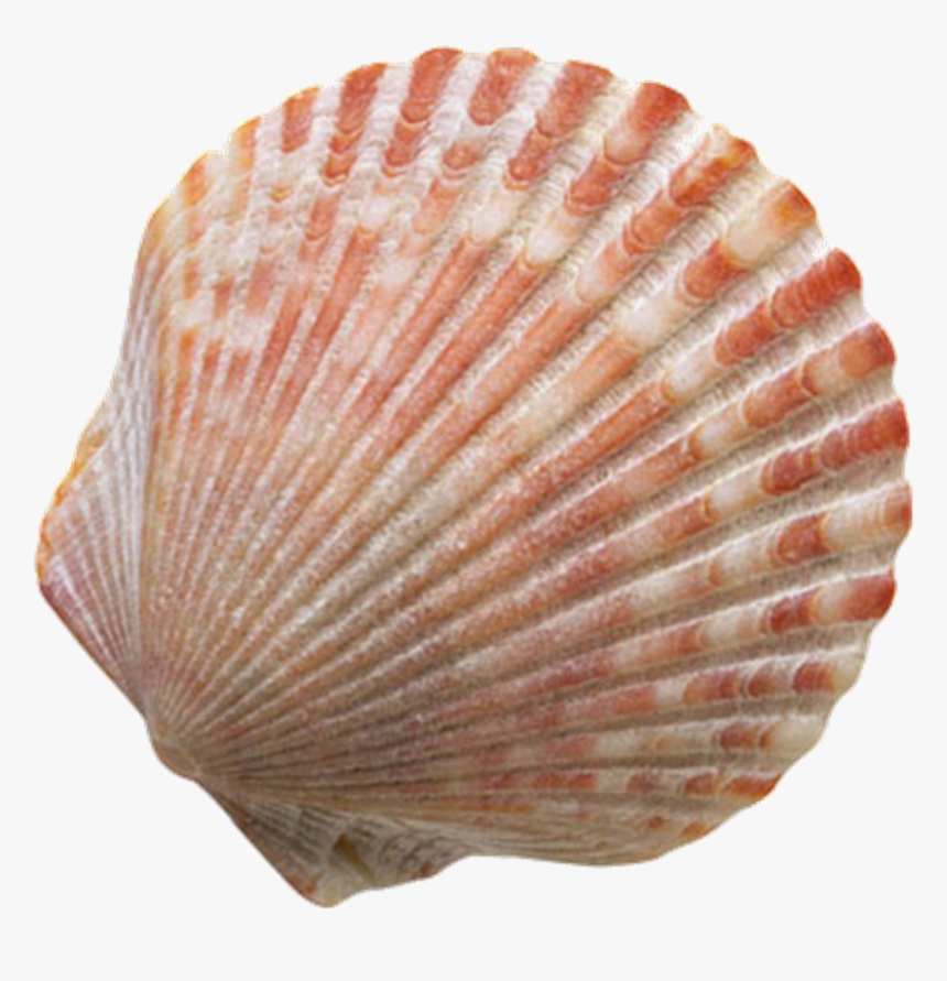 Transparent Clams Png - Seashell Png, Png Download, Free Download