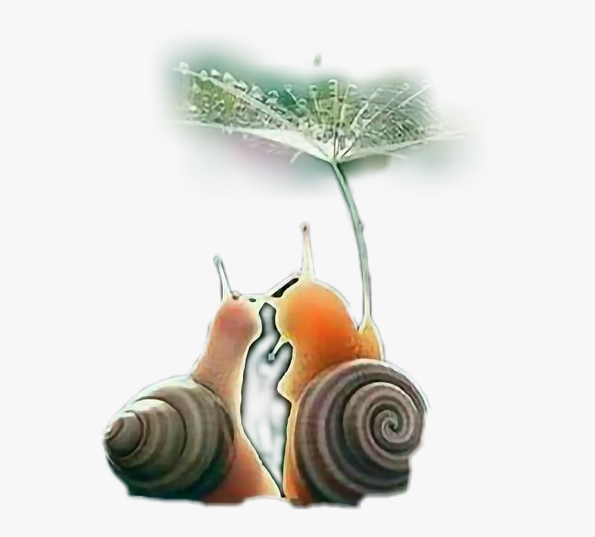 #caracol - Caracoles Pareja, HD Png Download, Free Download