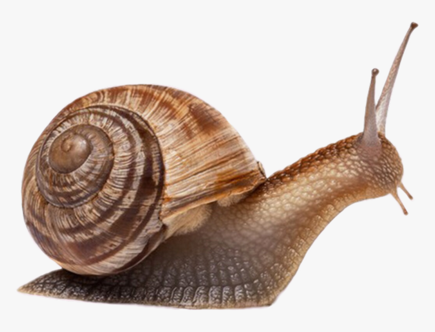 #freetoedit #caracol - Animals That Have Shell, HD Png Download, Free Download