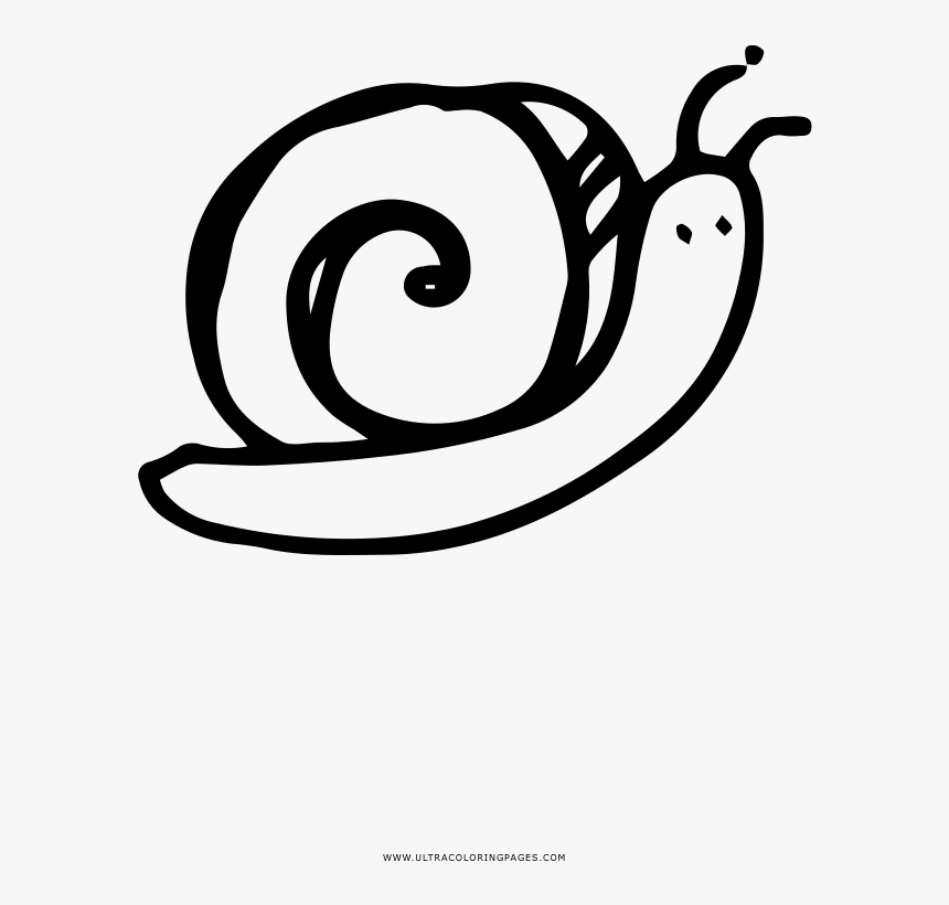 Caracol Página Para Colorear - Sea Snail, HD Png Download, Free Download