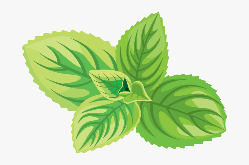 Green Tea Cosmetics Herb Icon - Mint Leaves Drawing Png, Transparent Png, Free Download