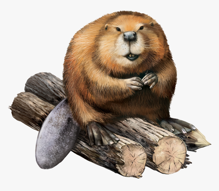 American Beaver Png - Beaver Png, Transparent Png, Free Download