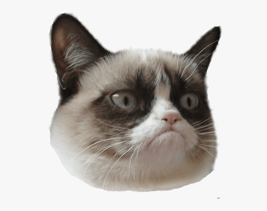 Grumpy Cat Head Right - Grumpy Cat Face Transparent, HD Png Download, Free Download