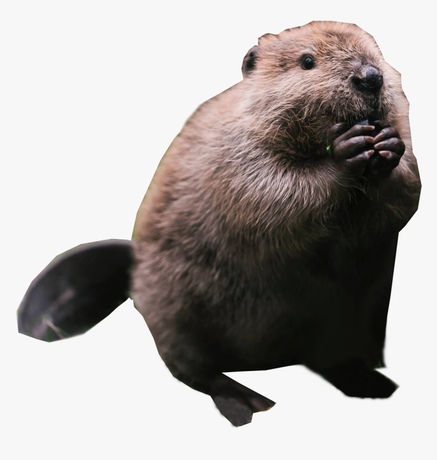 Transparent Beaver Png, Png Download - kindpng