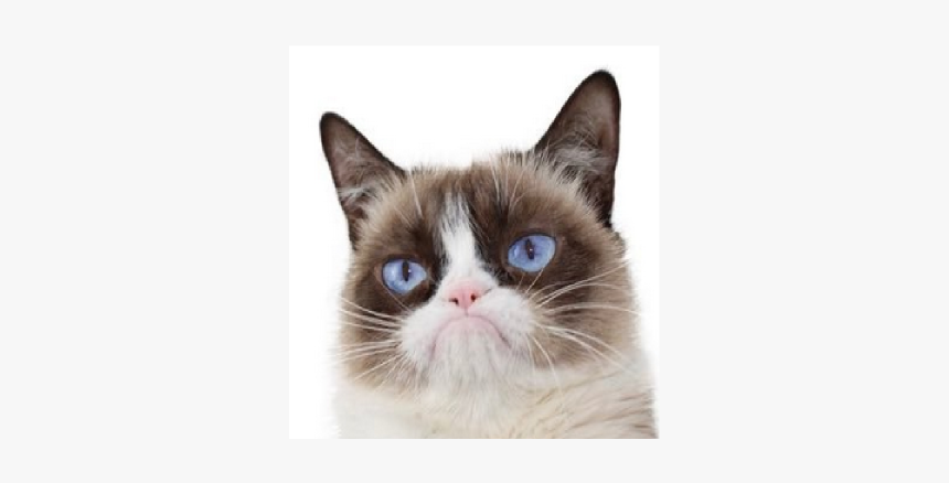 Grumpy Cat Dead Aged - Snowshoe, HD Png Download, Free Download
