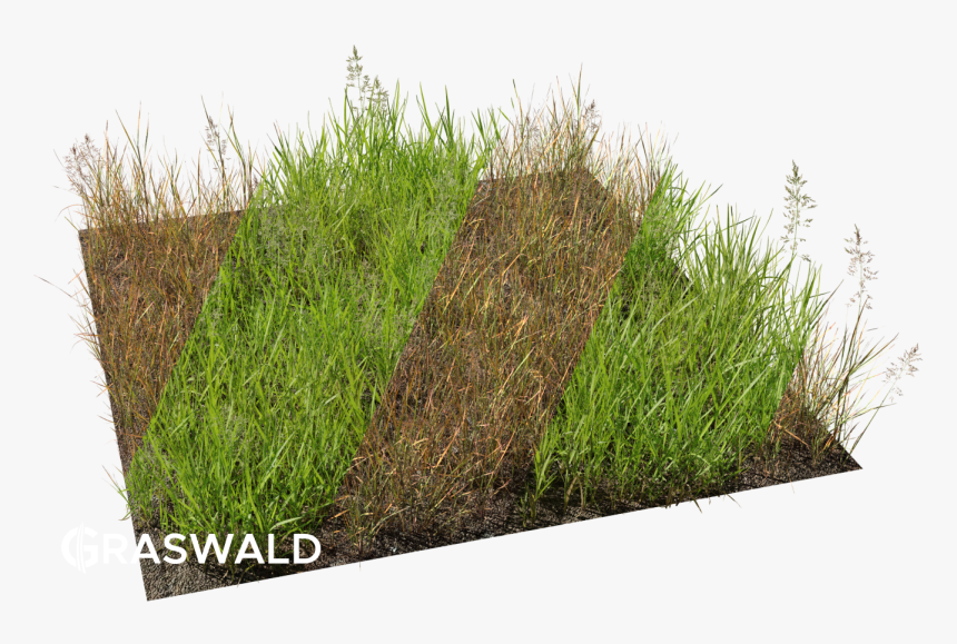 Transparent Grass Blade Texture Png - Sweet Grass, Png Download, Free Download