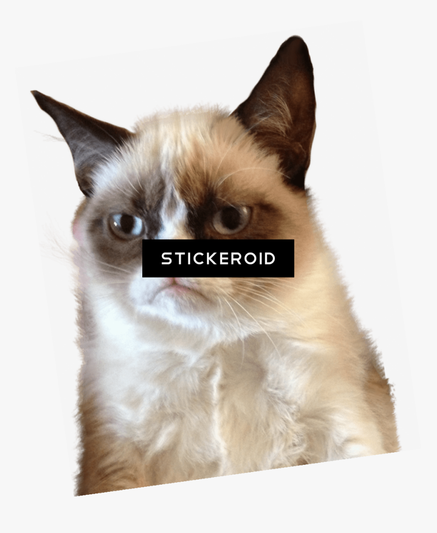 Cat Tongue Png - Transparent Background Grumpy Cat Png, Png Download, Free Download