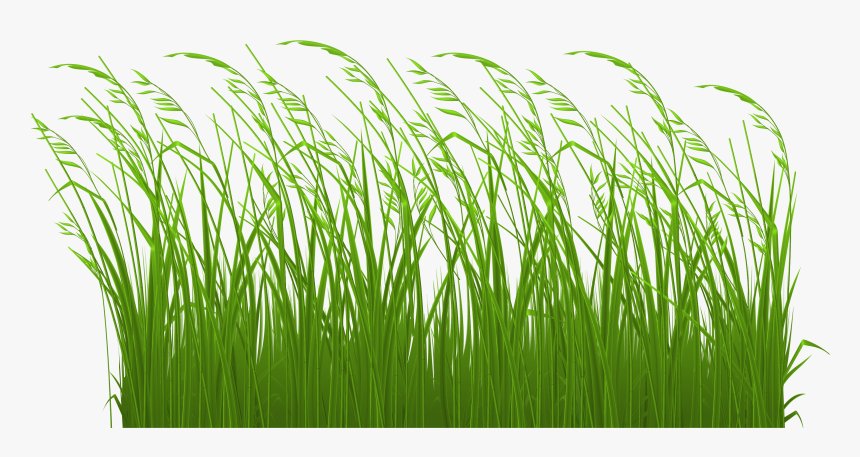 Tallgrass Prairie Clip Art - Long Grass Clip Art, HD Png Download, Free Download