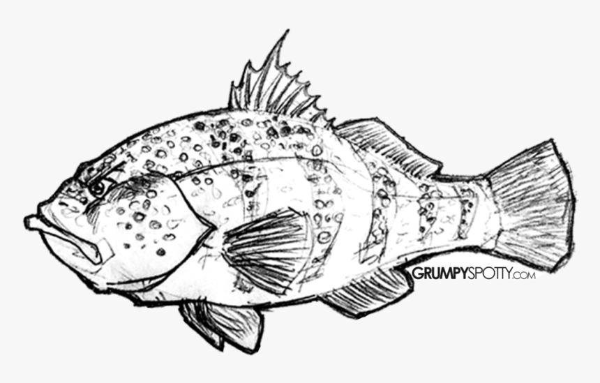 Rock Cod, HD Png Download, Free Download