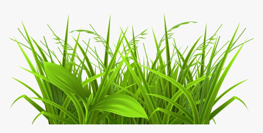 Collection Of Free Grass Drawing Realistic Download - Grass Plant Clipart, HD Png Download, Free Download