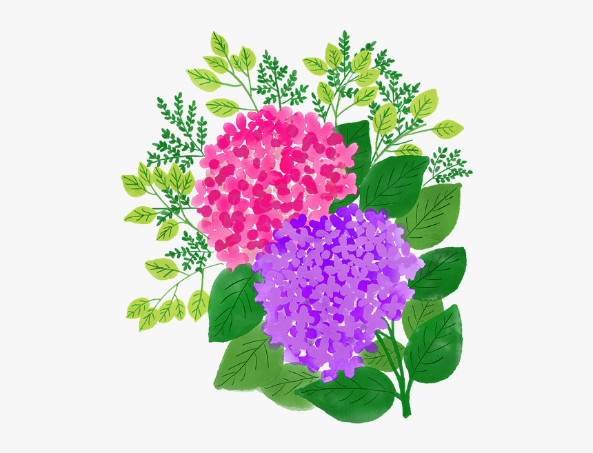Watercolor Flowers, Watercolour, Floral, Painting - Hydrangea, HD Png Download, Free Download