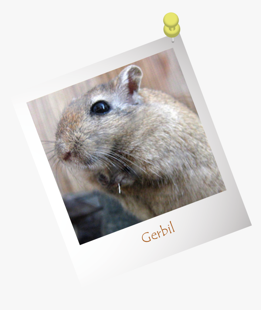 Gerbil - Kangaroo Rat, HD Png Download, Free Download