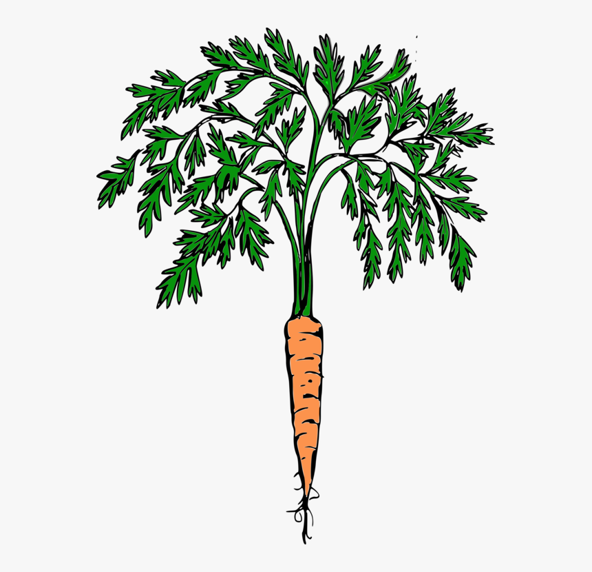 Clip Art Carrot Plant Clipart - Clip Art Carrot Plant, HD Png Download, Free Download