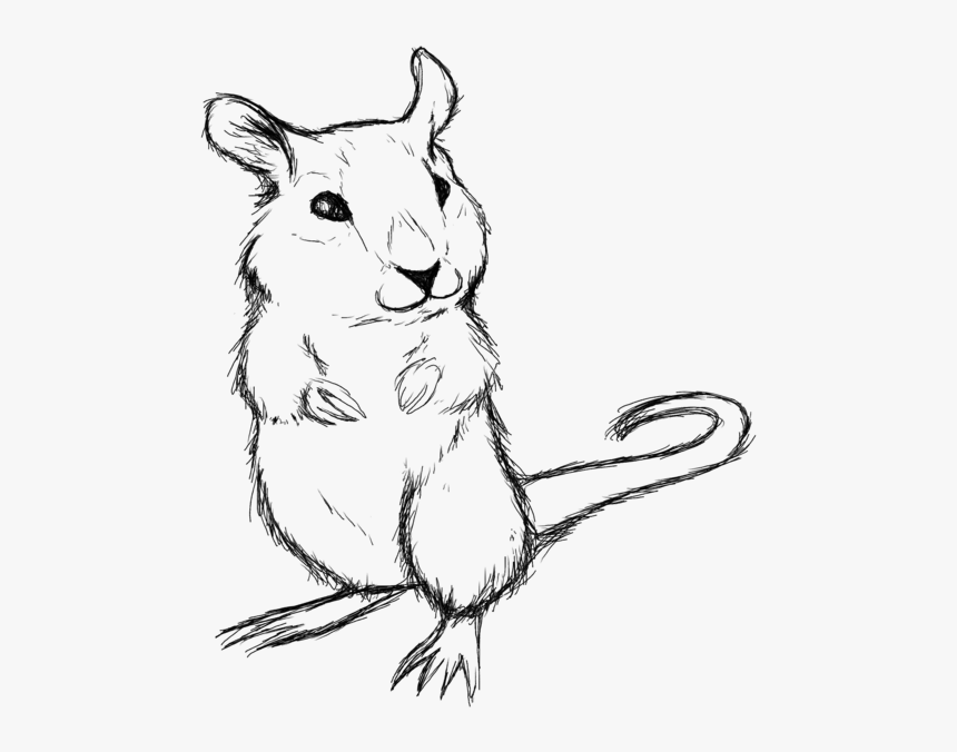 Gerbil Drawing - Drawing Of A Gerbil, HD Png Download, Free Download